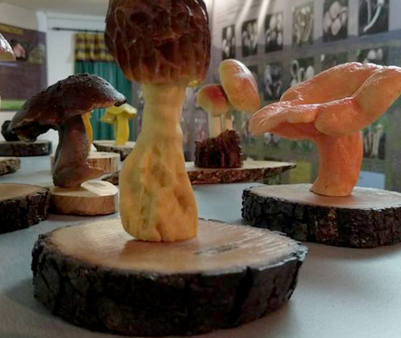 Museo Micológico Bronchales