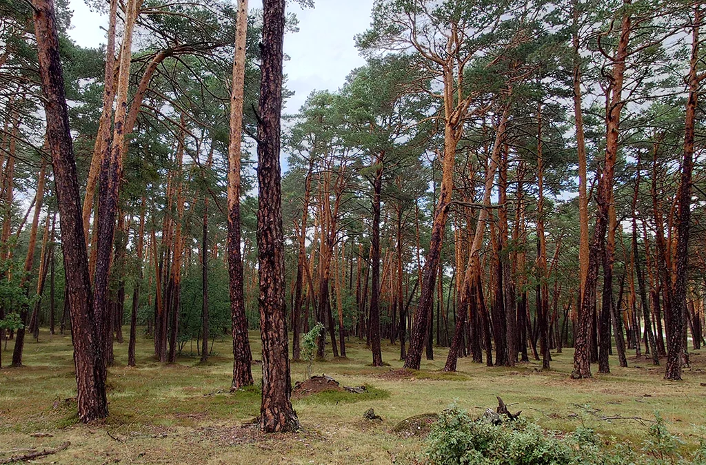 Parque Micológico Montes de Soria