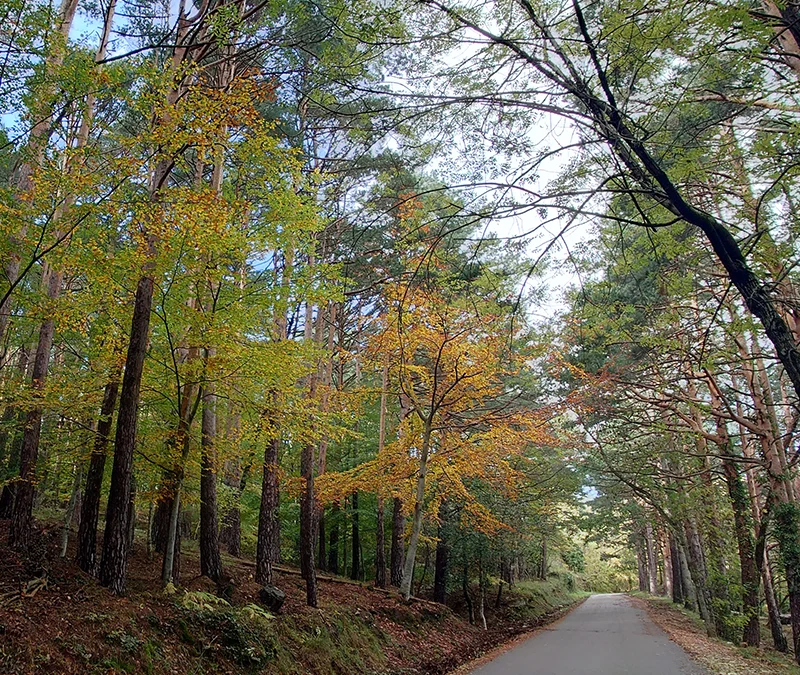 Parque Micológico del Moncayo
