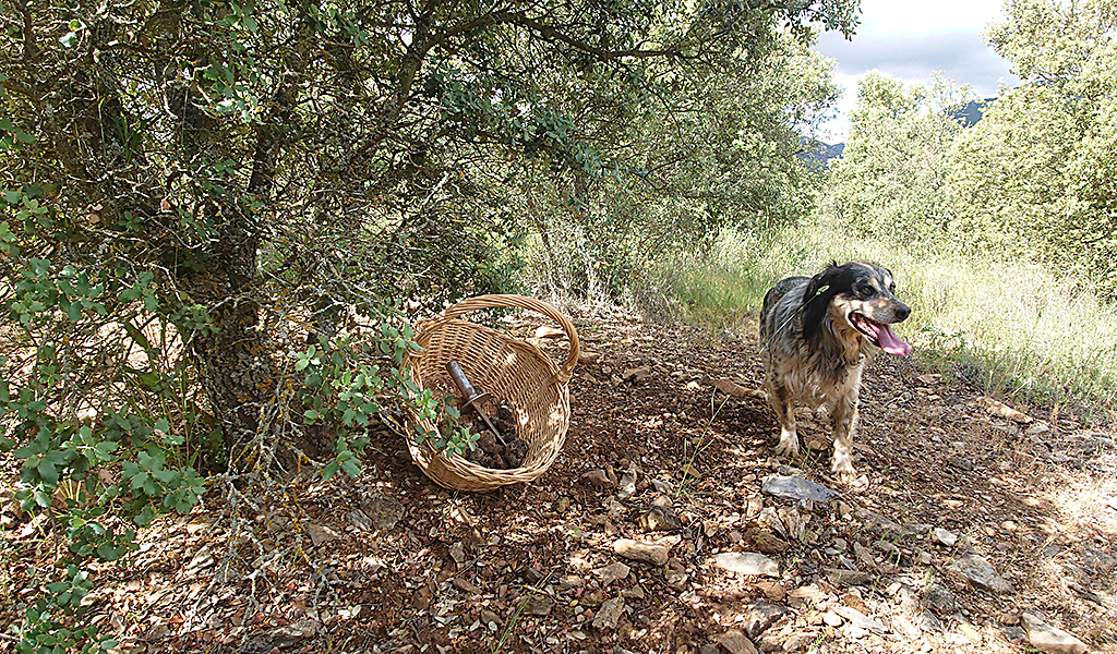 Paisaje de la trufa de Moncayo